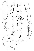 Espèce Tortanus (Boreotortanus) discaudatus - Planche 14 de figures morphologiques